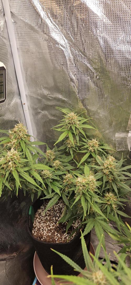 Gorilla Cookies. Week 10