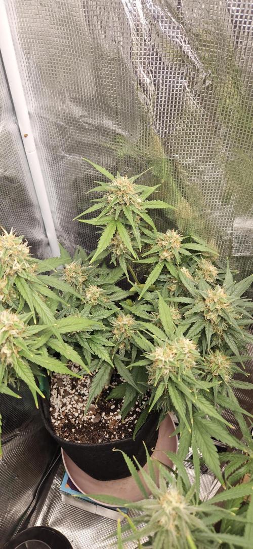 Gorilla Cookies. Week 10