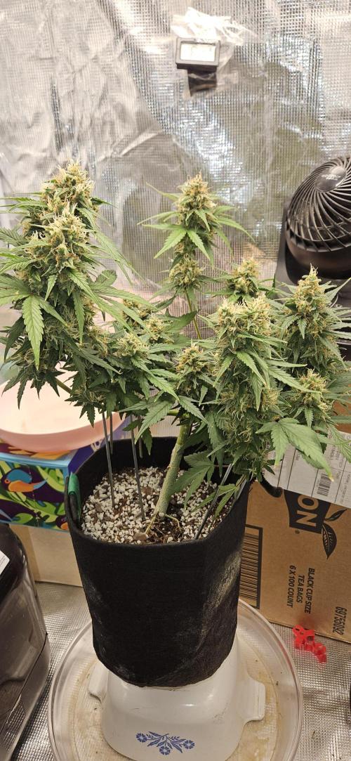 Gorilla Cookies. Week 10