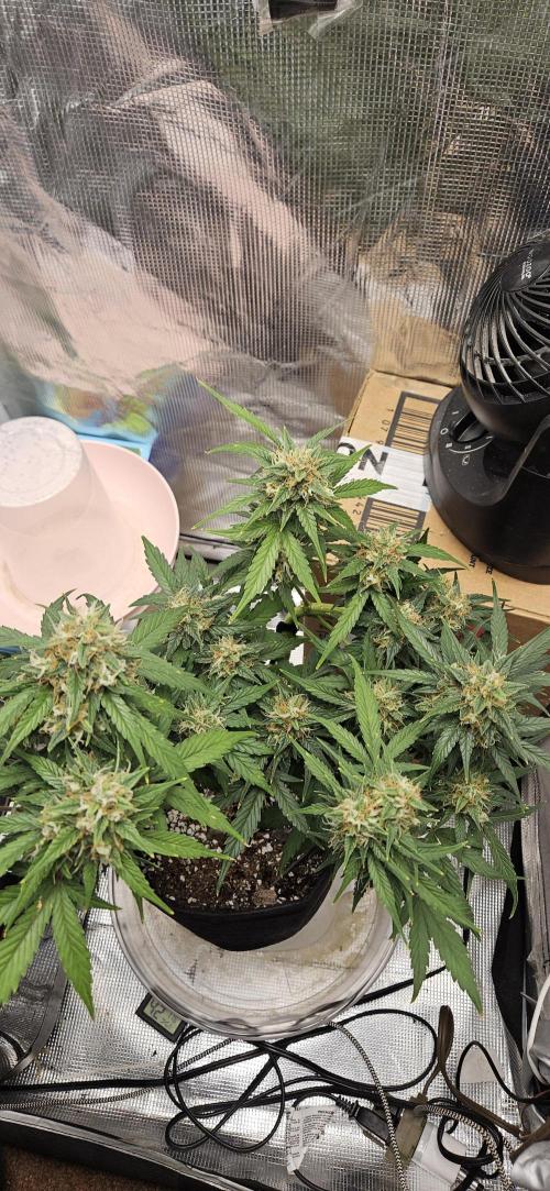 Gorilla Cookies. Week 10