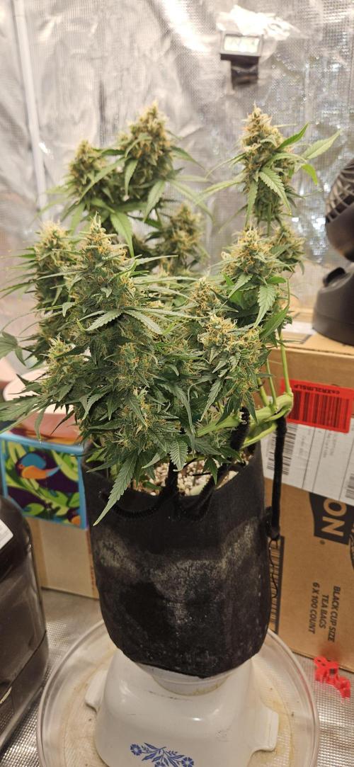 Gorilla Cookies. Week 10