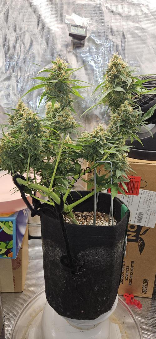Gorilla Cookies. Week 10