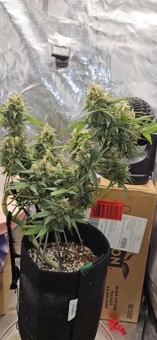 Gorilla Cookies. Week 10