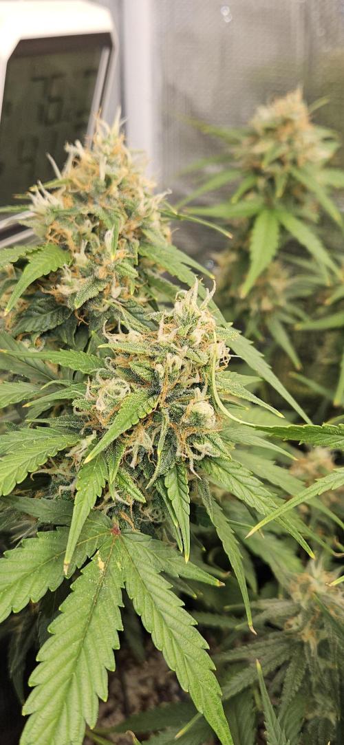 Gorilla Cookies. Week 10