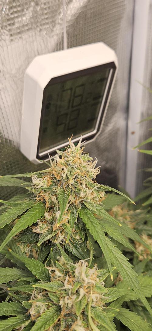 Gorilla Cookies. Week 10