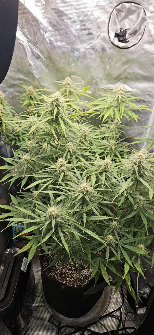 Apple Strudel Auto. Week 10