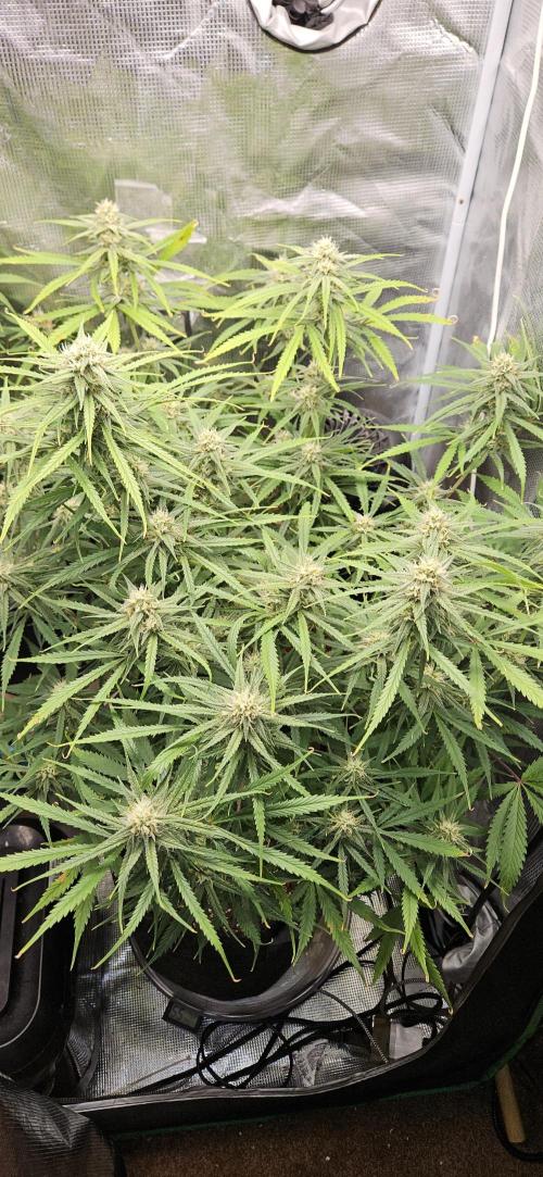 Apple Strudel Auto. Week 10