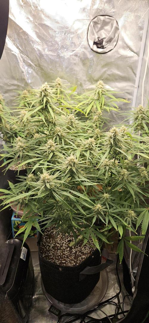 Apple Strudel Auto. Week 10