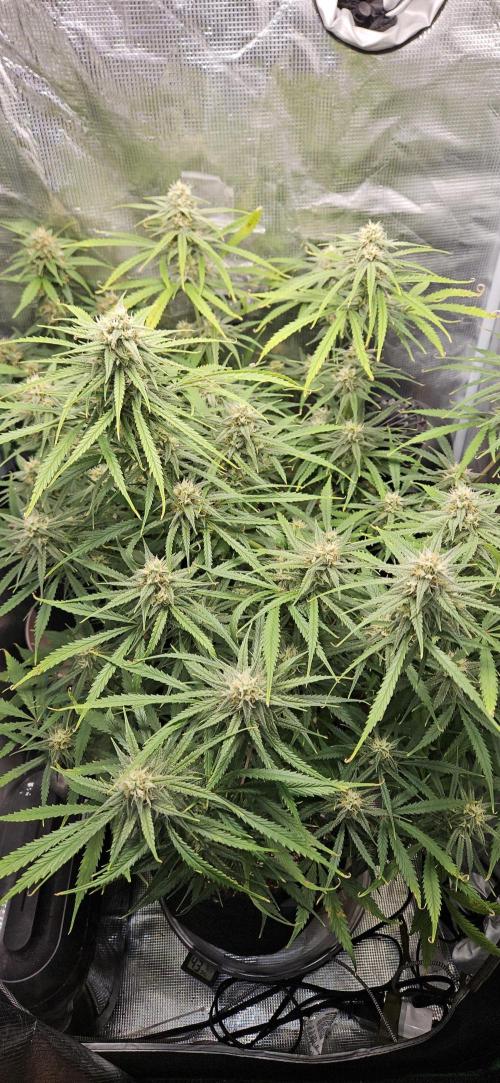 Apple Strudel Auto. Week 10