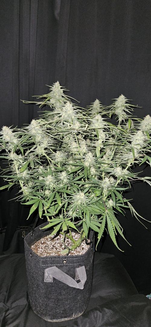 Apple Strudel Auto. Week 10