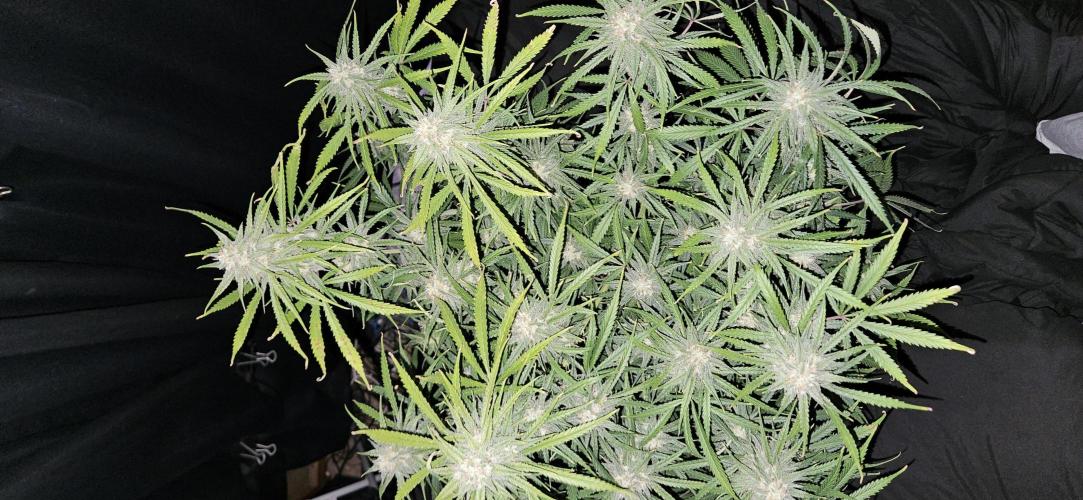 Apple Strudel Auto. Week 10
