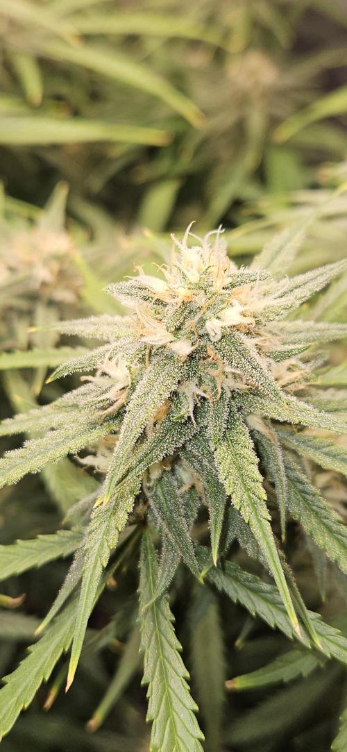 Apple Strudel Auto. Week 10
