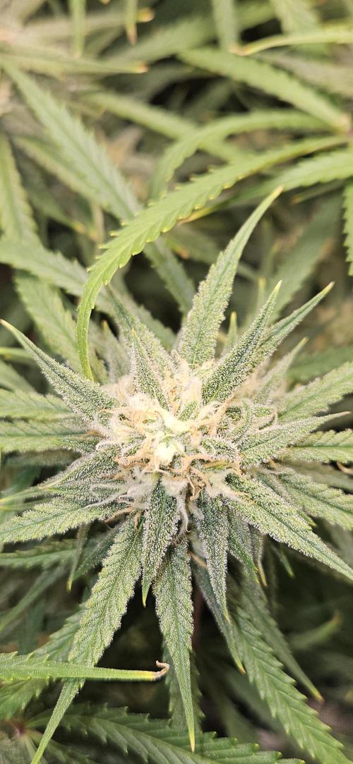Apple Strudel Auto. Week 10