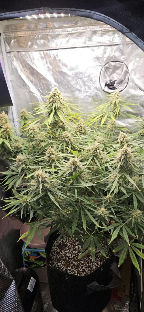 Apple Strudel Auto. Week 11