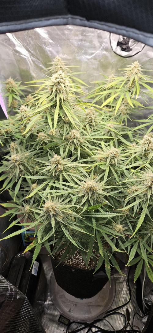Apple Strudel Auto. Week 11