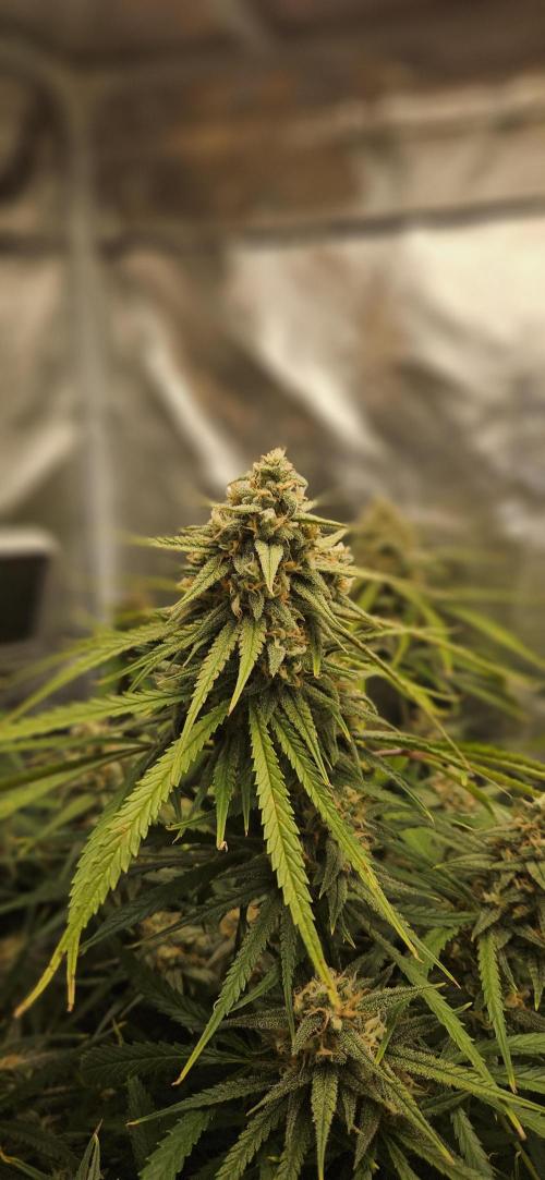 Apple Strudel Auto. Week 11