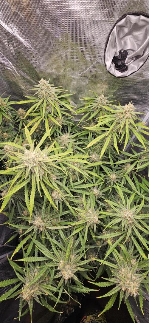 Apple Strudel Auto. Week 11