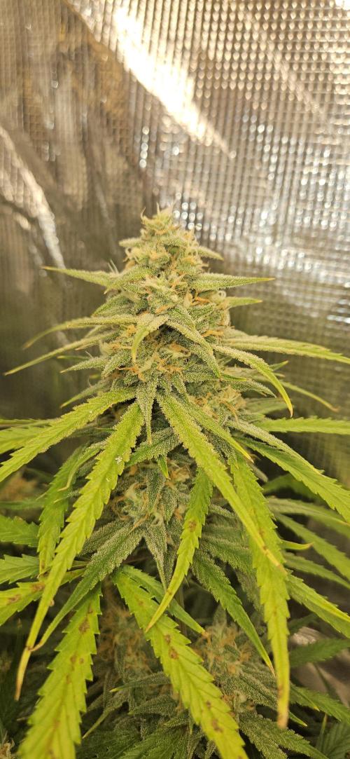 Apple Strudel Auto. Week 11