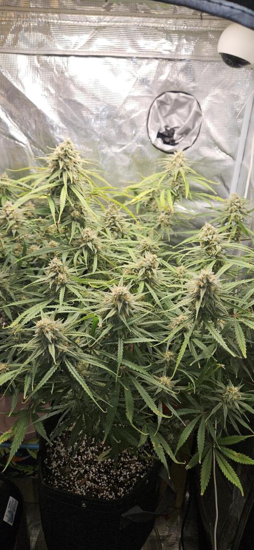 Apple Strudel Auto. Week 11