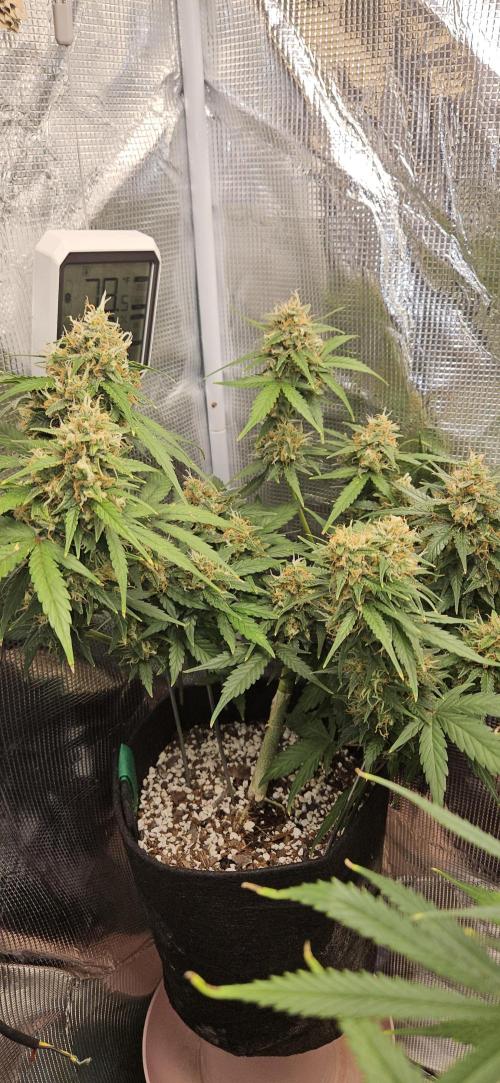 Gorilla Cookies. Week 11