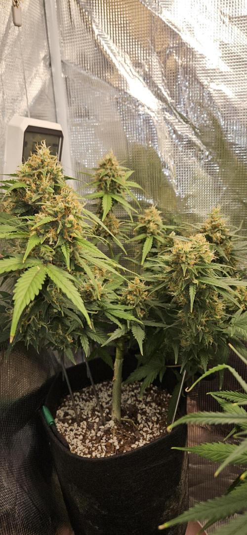 Gorilla Cookies. Week 11