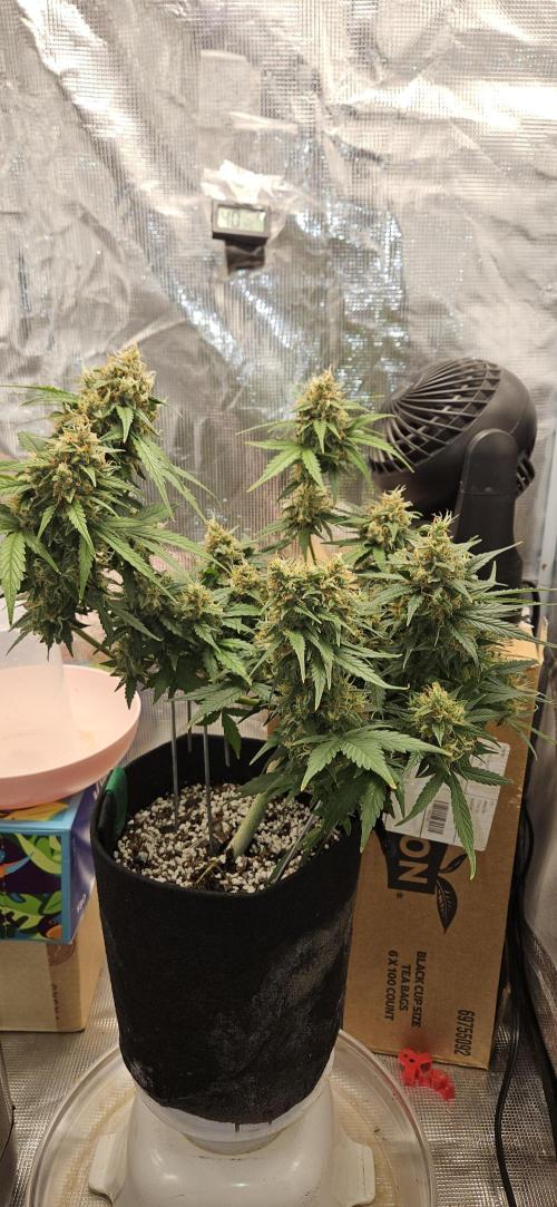 Gorilla Cookies. Week 11
