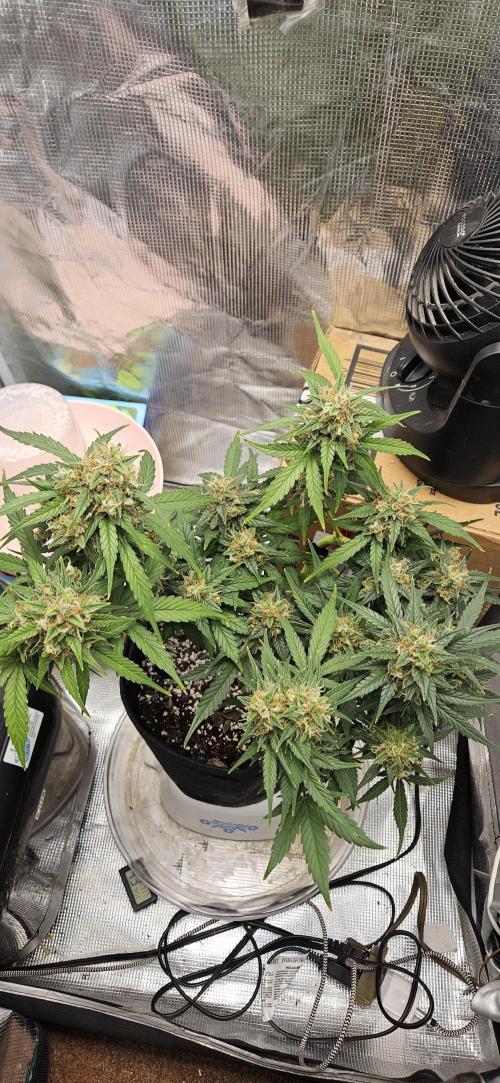 Gorilla Cookies. Week 11