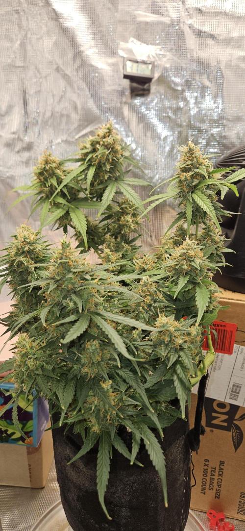 Gorilla Cookies. Week 11
