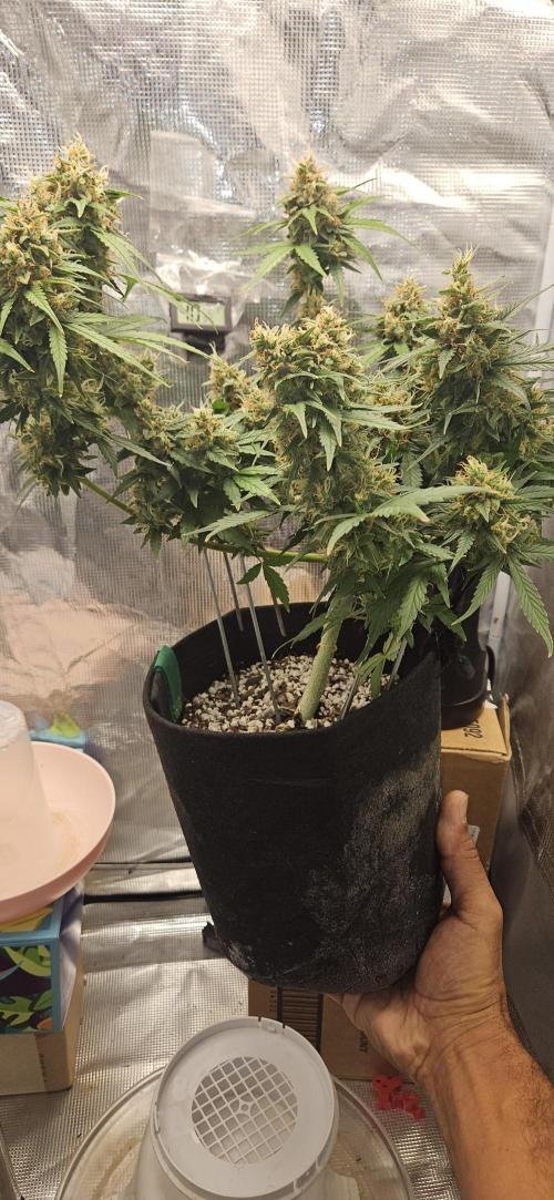 Gorilla Cookies. Week 11