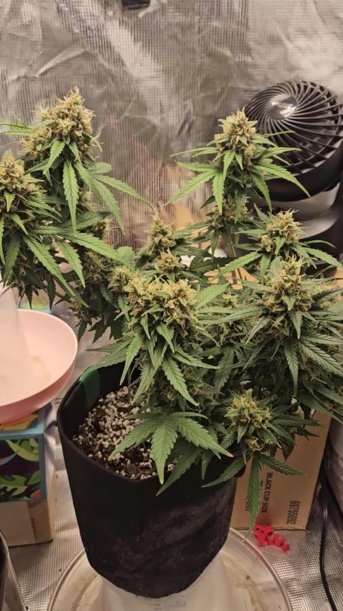 SE1000W. Week 11