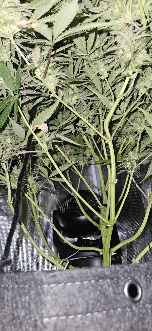 Apple Strudel Auto. Week 12