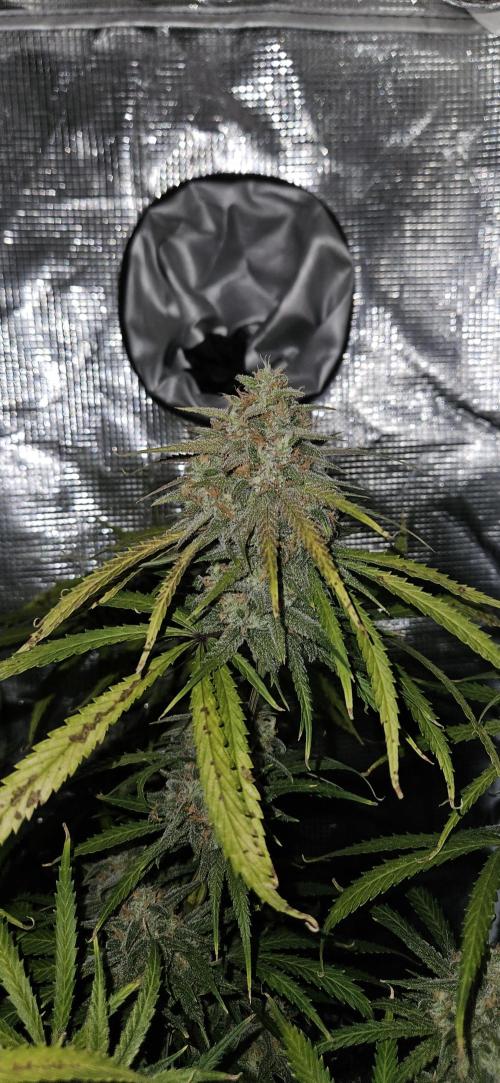 Apple Strudel Auto. Week 12