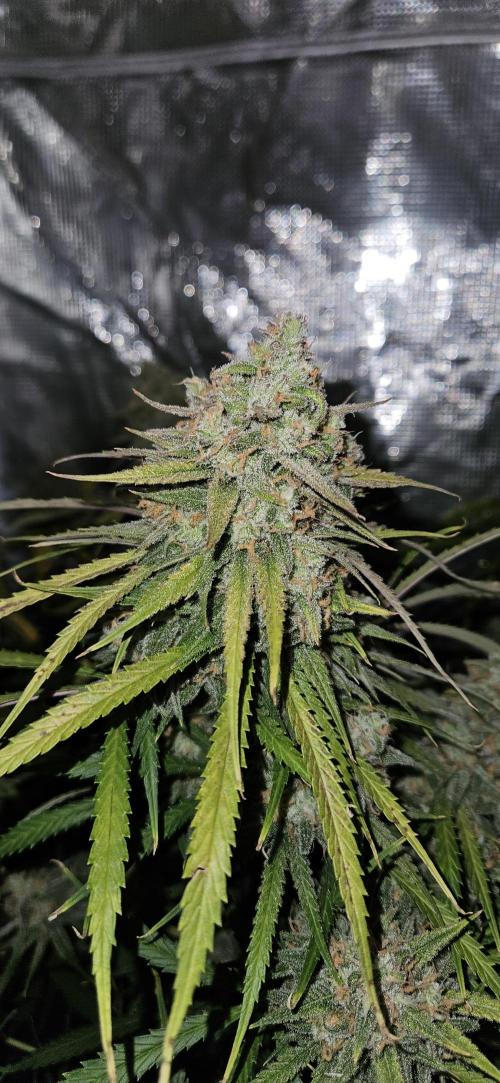Apple Strudel Auto. Week 12