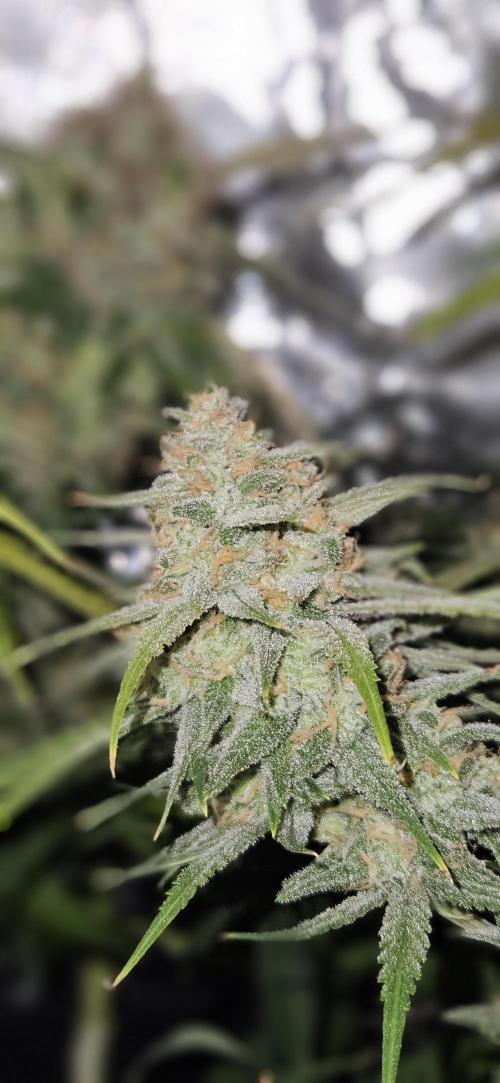 Apple Strudel Auto. Week 12