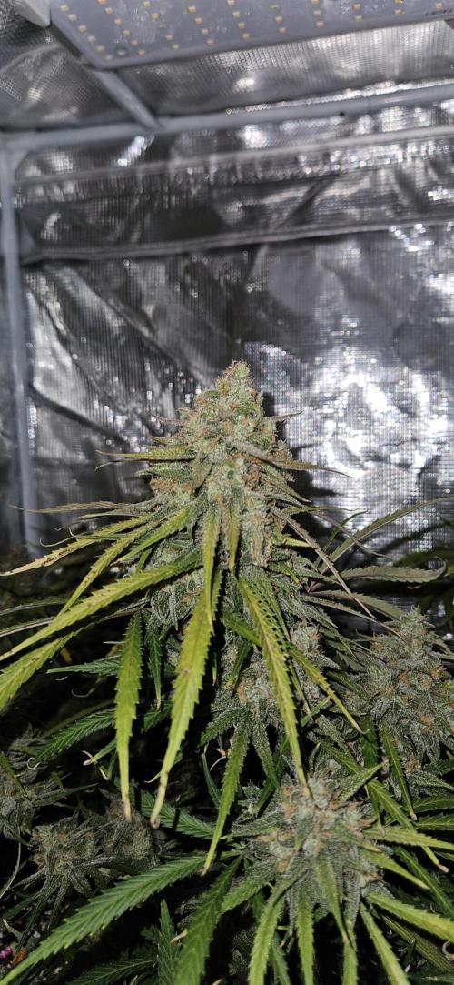 Apple Strudel Auto. Week 12