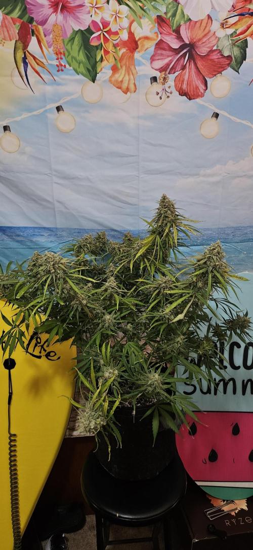Apple Strudel Auto. Week 12