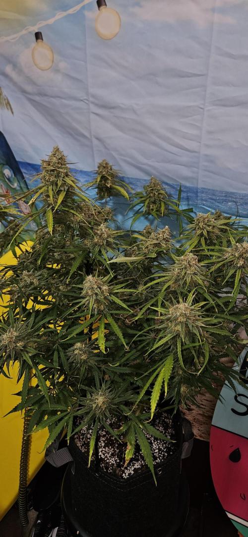 Apple Strudel Auto. Week 12