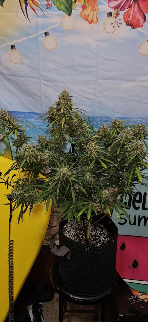 Apple Strudel Auto. Week 12