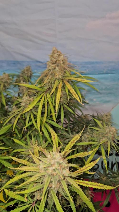 Fast Buds - Apple Strudel Auto by Chrisbowa