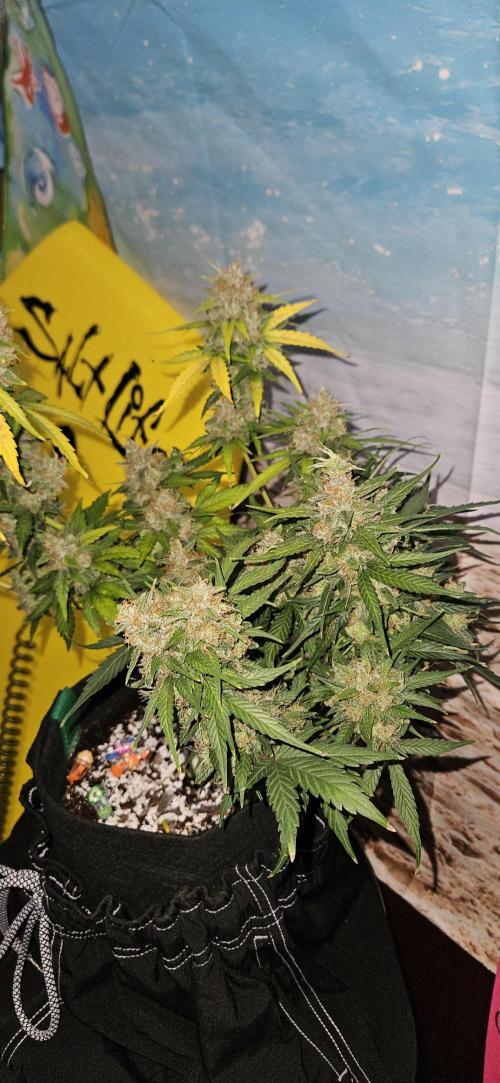 Gorilla Cookies. Week 12
