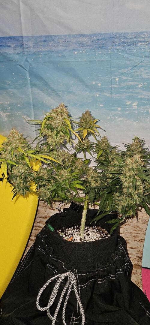 Gorilla Cookies. Week 12