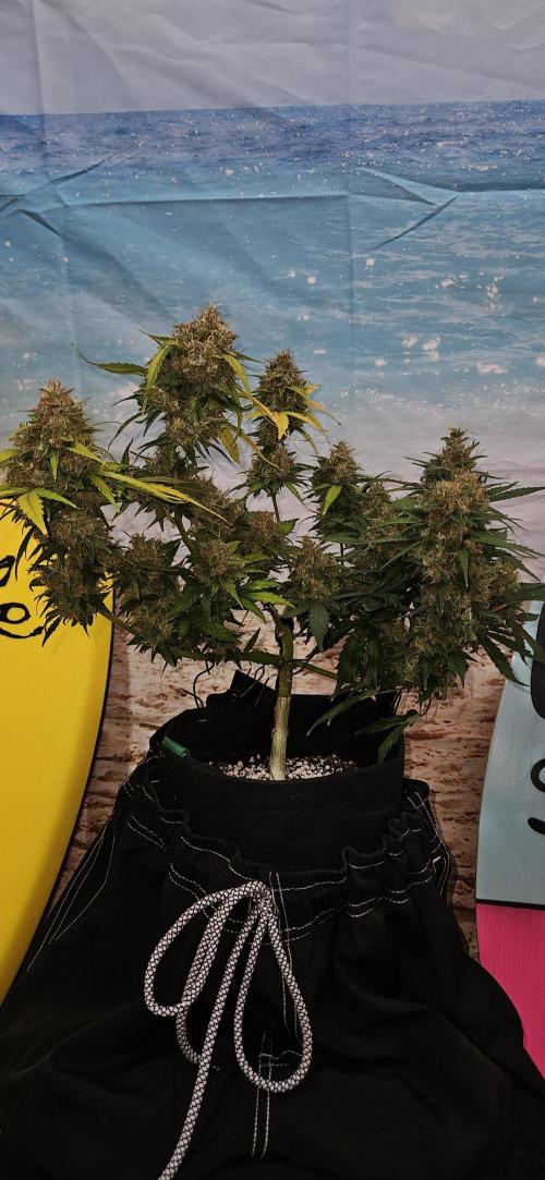 Gorilla Cookies. Week 12
