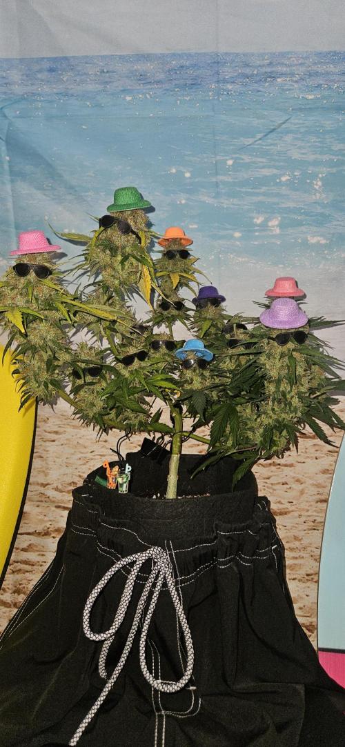 Gorilla Cookies. Week 12