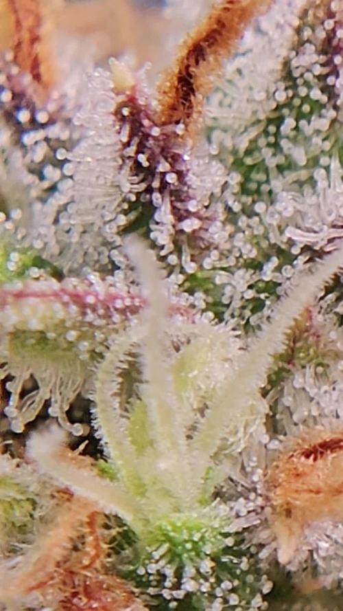 SE1000W. Week 12