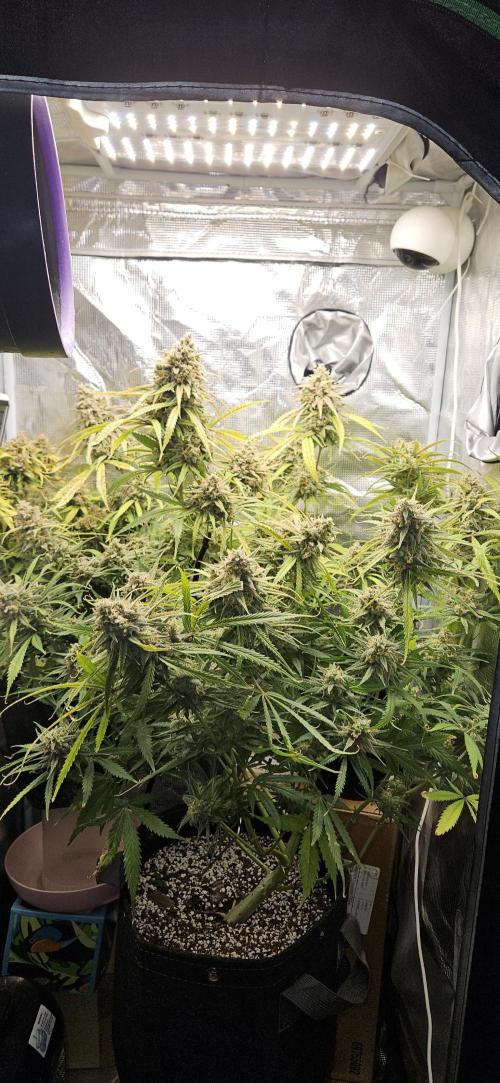 Apple Strudel Auto. Week 13