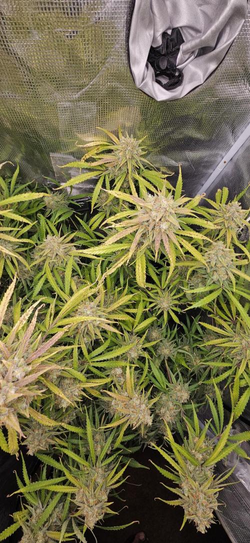 Apple Strudel Auto. Week 13
