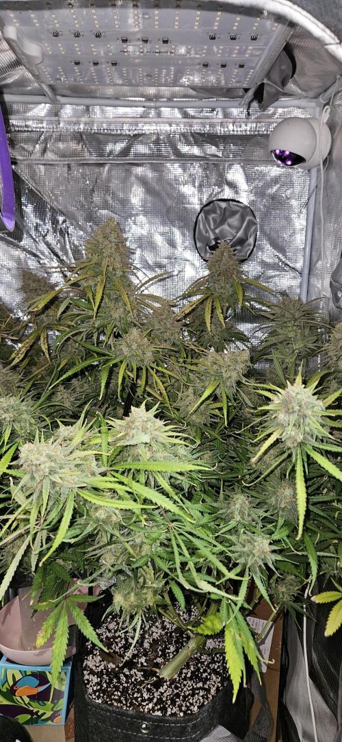 Apple Strudel Auto. Week 13