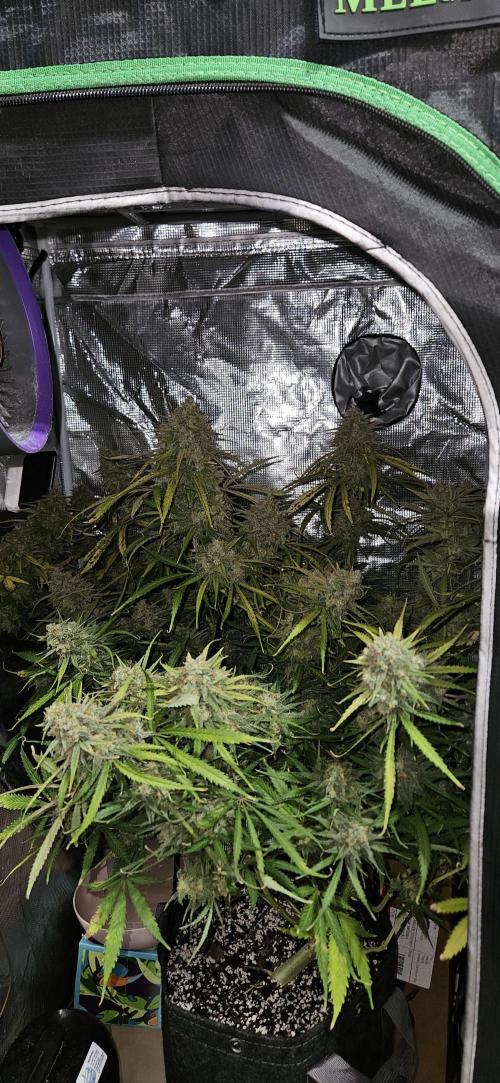 Apple Strudel Auto. Week 13