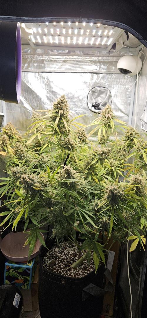 Apple Strudel Auto. Week 13