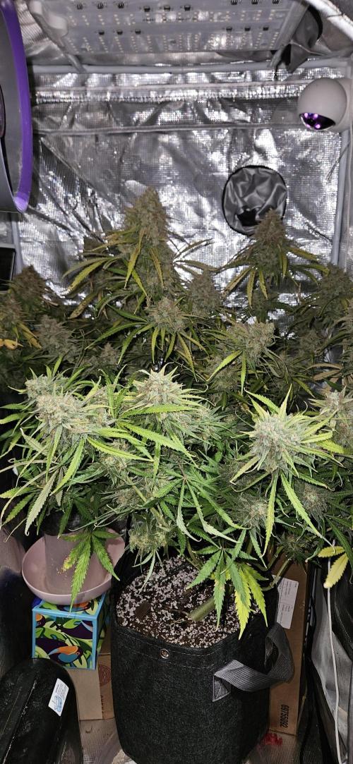Apple Strudel Auto. Week 13